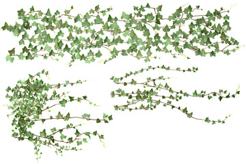 various creeper plants, isolated on transparent background.