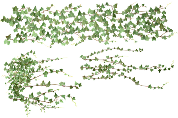 various creeper plants, isolated on transparent background.