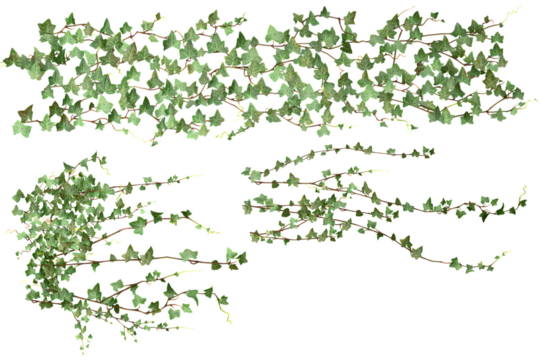 various creeper plants, isolated on transparent background.