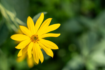 A yellow flower with a green stem. The flower is in the foreground and the background is green