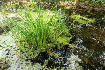 A plant is growing in a pond. The pond is murky and the plant is green