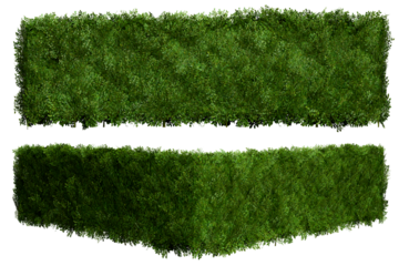 Tropical Flower shrub bush fence tree isolated plant