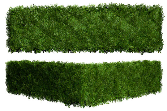 Tropical Flower shrub bush fence tree isolated plant