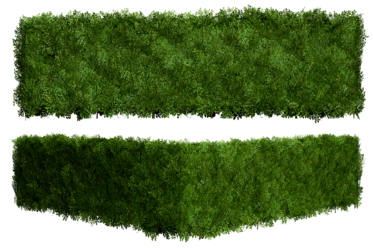 Tropical Flower shrub bush fence tree isolated plant