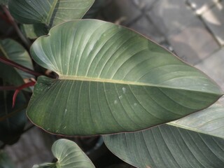Philodendron Congo Rojo Leaf,Philodendron tatei K.Krause leaf © myblue