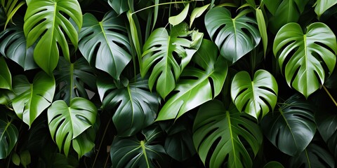 Obraz premium green grass background