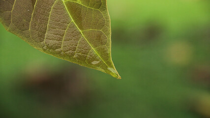 close up green leaf of Bastard teak (Butea monosperma)