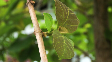 close up green leaf of Bastard teak (Butea monosperma)