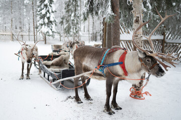  A winter holiday in the Nordic wilderness, where a reindeer with antlers pulls a traditional sledge across the snow-covered expanse of Lapland, creating an adventure against a backdrop of landscapes © Ann
