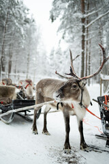 A wintertime excursion to a reindeer farm in the Arctic allows visitors to connect with wildlife and participate in feeding these majestic mammals. © Ann