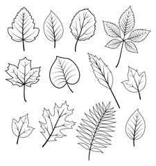 Set of fall leaves of various trees, oak, maple, chestnut. Fall leaves set with black and white outline vector style for pattern, banner, sticker, card Hello fall season