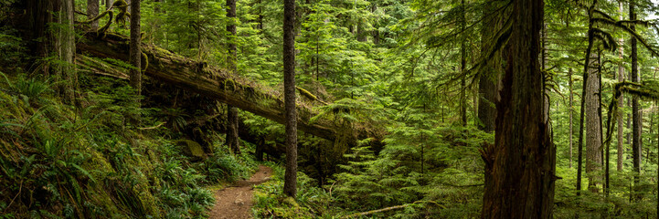 Panorama Of Fallen Nursery Tree Along Green Lake Trail In Mount Rainier