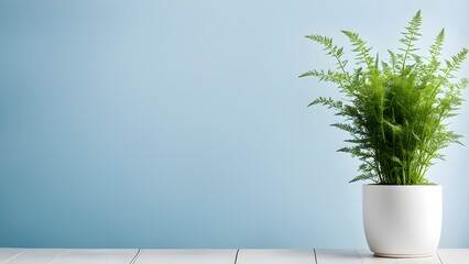 Minimal Asparagus Fern in White Pot with Space for Text