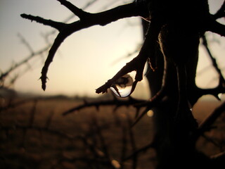 silhouette of a person in the woods