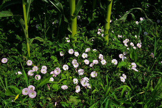 Ackerwinde; Convolvulus arvensis; field bindweed; bearbind;