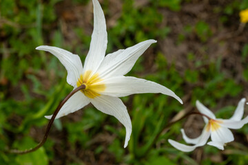 Obraz premium Pointed Petals of Avalanche Lily Wildflower