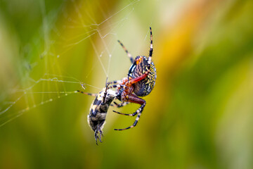 Garden Spider Neoscona oaxacensis hunting 