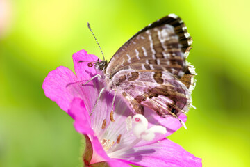 Brun des pelargoniums, papillon