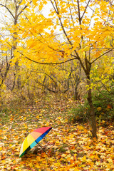 Rainbow umbrella near a yellow maple tree