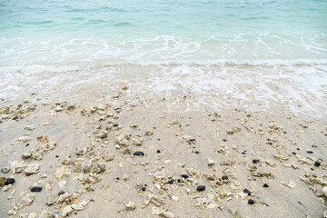 beautiful sandy with coral and blue ocean waves