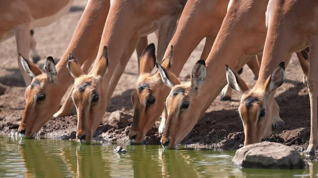 Impala or rooibok (Aepyceros melampus) is a medium-sized antelope found in eastern and southern Africa. Herd of antelope drinking water at a waterhole in the drought stricken southern Africa.