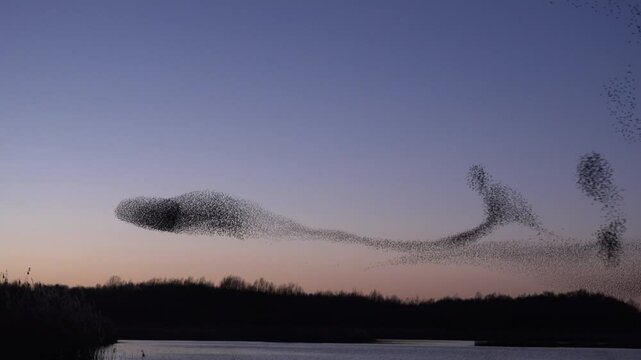Starling murmuration with thousands of birds flying in the evening sky making shapes and showing a wonderful wildlife show England UK 4K