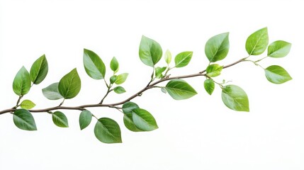 Branch with green leaves isolated on a white backdrop, capturing the essence of nature and the intricate details of the foliage