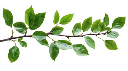 Naklejka premium Branch with vivid green leaves isolated on white, emphasizing the detailed textures and natural beauty of the foliage