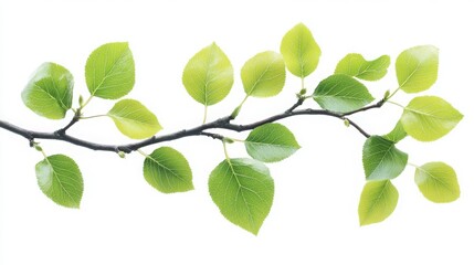 Branch with vivid green leaves isolated on white, emphasizing the detailed textures and natural beauty of the foliage