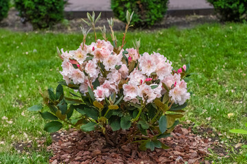 Delicate pink azalea flowers in full bloom with green leaves on the bush, rhododendron blooming season in spring season