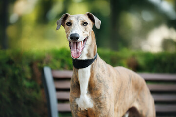 cute greyhound dog portrait in the park in summer