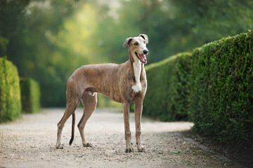 cute and happy young greyhound dog standing in the park