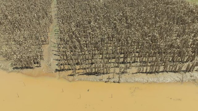 Flash flood destroys corn and vegetable crop in Southeast asia.
