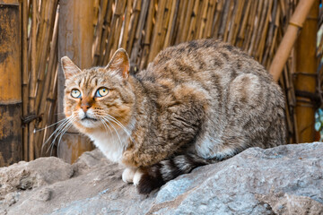 A tabby cat squatting on a rock