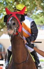 Special horse & sport racehorses