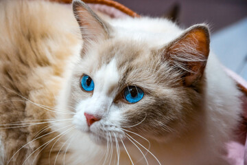 Fototapeta premium A close-up of a Ragdoll cat with beautiful blue eyes