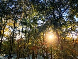 Brilliant autumn sunrise through the trees over the lake