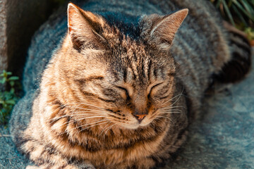 A tabby cat resting on the ground in the park