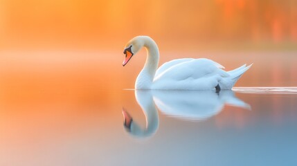 Obraz premium A serene swan glides across a calm lake, reflecting the vibrant colors of dawn.