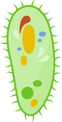 Icon of Paramecium Caudatum
