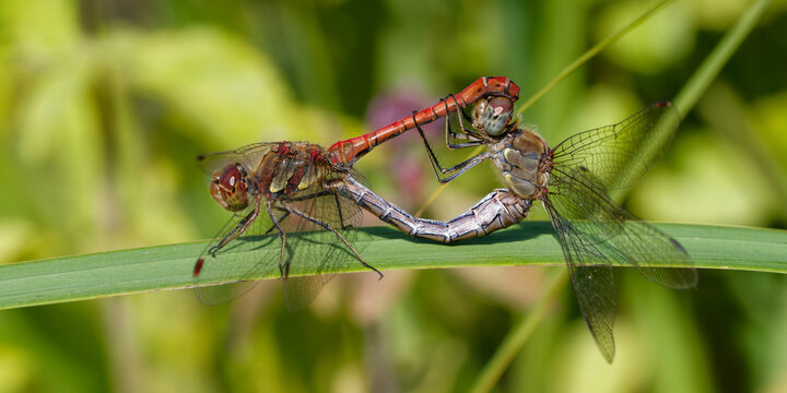 Libellule accouplement reproduction