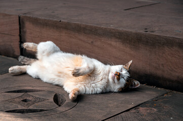 A cat sleeping with its stomach turned upside down