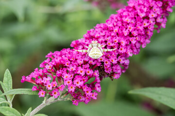 Fototapeta premium A Crab Spider (Thomisus okinawensis) on the Butterfly Bush flowers.
