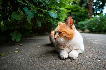 An orange white cat lying by the edge of a tree
