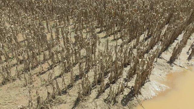 Flash flood destroys corn and vegetable crop in Southeast asia.