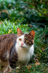 A shady-faced cat in the bushes.