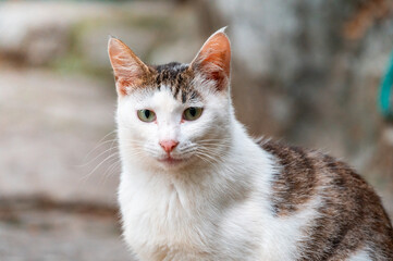 Close up of a white and tabby cat outdoors