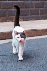 A cat walking forward on the street