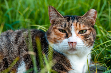 Close-up of a  three felinae cat in the grass