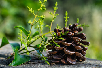 Decorative pine cones close up photo